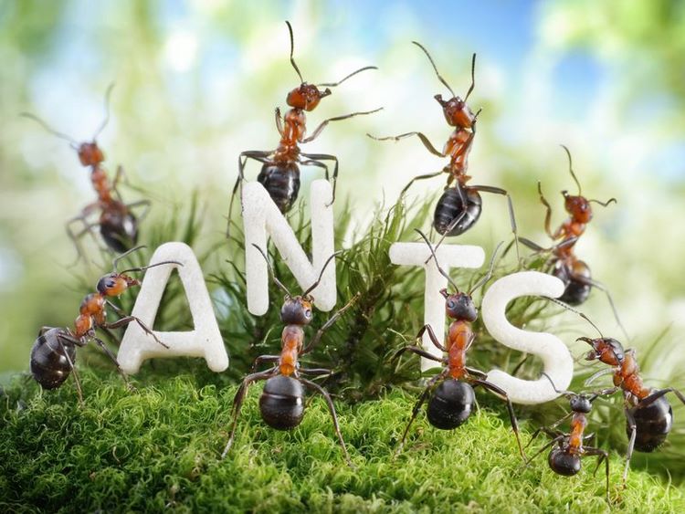 How to Get Rid of Black Ants Home Remedies Ideas