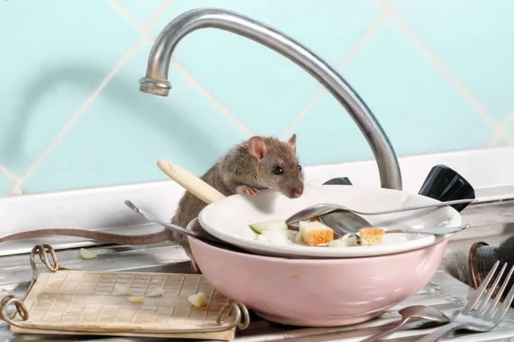 How to Get Rid of Rats in the House Without Chemicals