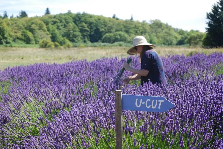 How to cut lavender so that it grows back