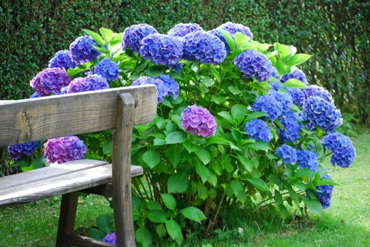 Hydrangea pruning and care in spring