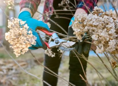Hydrangeas-when-cut-in-spring-in-February