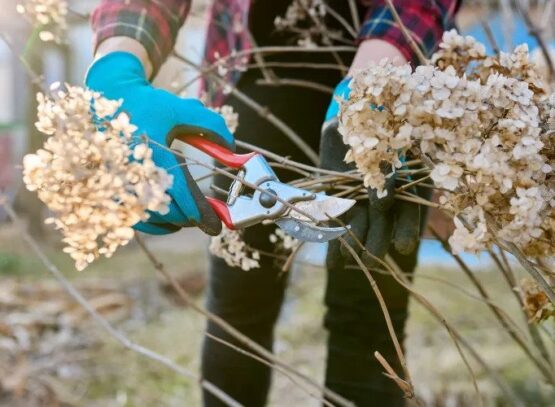 Hydrangeas-when-cut-in-spring-in-February