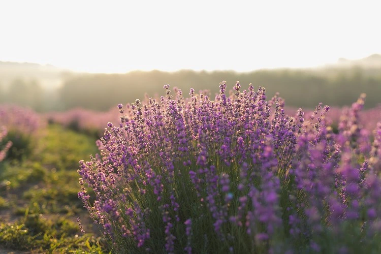 It is important that you cut the lavender in the spring time