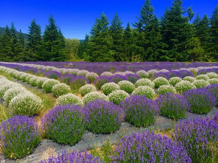 Lavender is one of the most popular garden plants