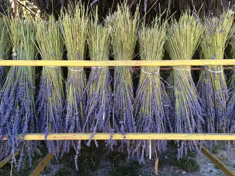 Lavender stalks hung upside down to dry