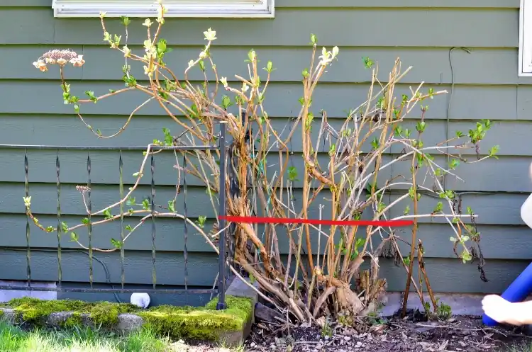 Panicle hydrangeas heavy pruning in February