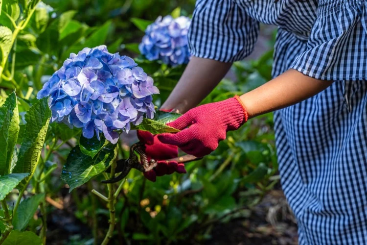 Pruning care of hydrangeas after the blooming season