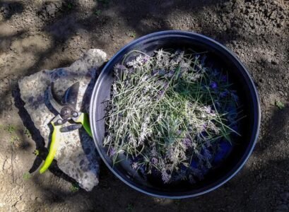 Pruning-lavender-after-the-blossom and-in-the-spring