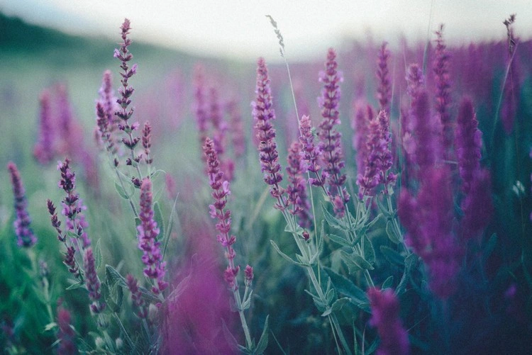There is more than one variety of lavender
