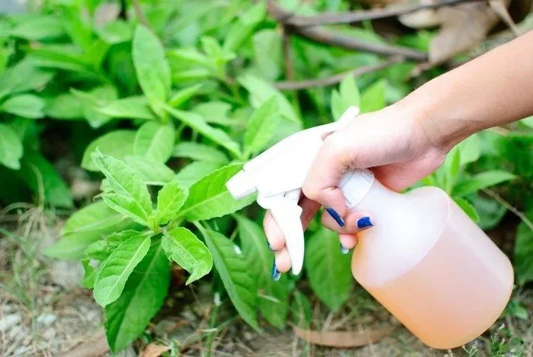 What Do You Need to Know Before Using Baking Soda in the Garden