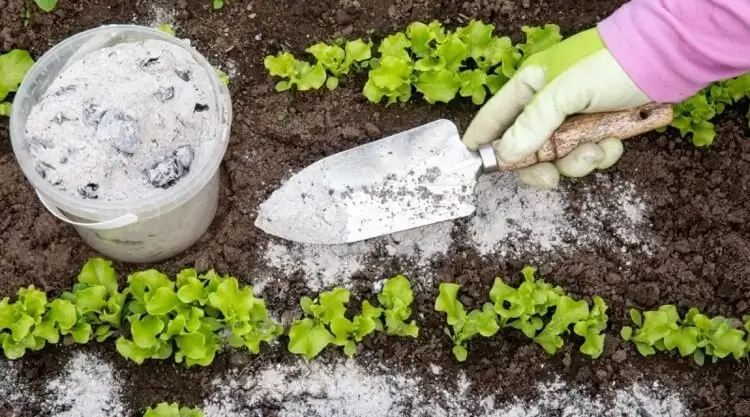 amend the garden soil with wood ash