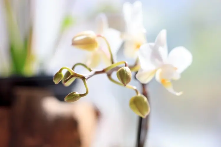 healthy phalaenopsis orchid buds