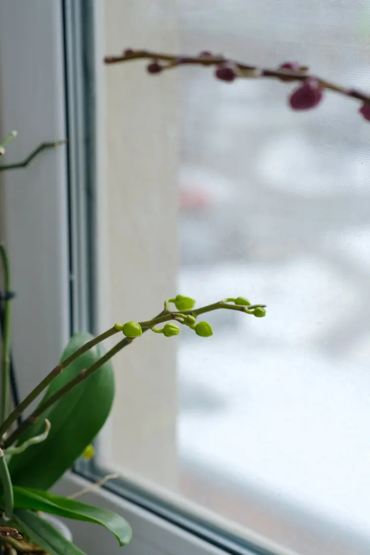 orchid has many buds but not flowering