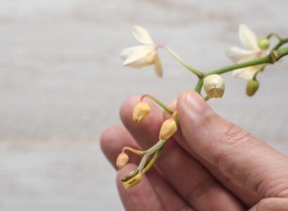 orchid-new-buds-drying up