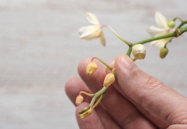 orchid-new-buds-drying up