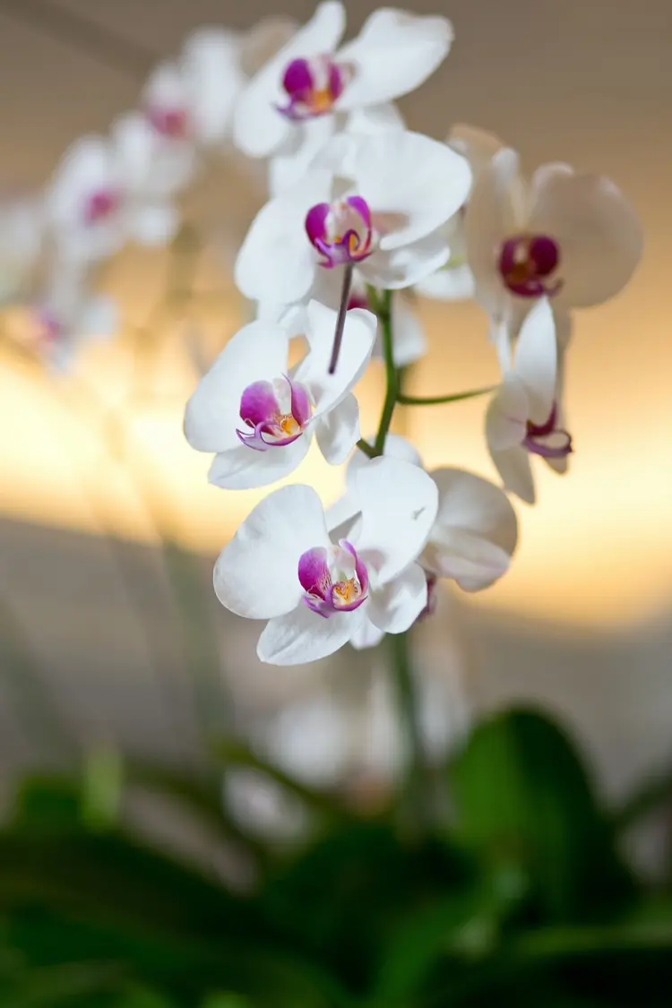 why orchid drops buds