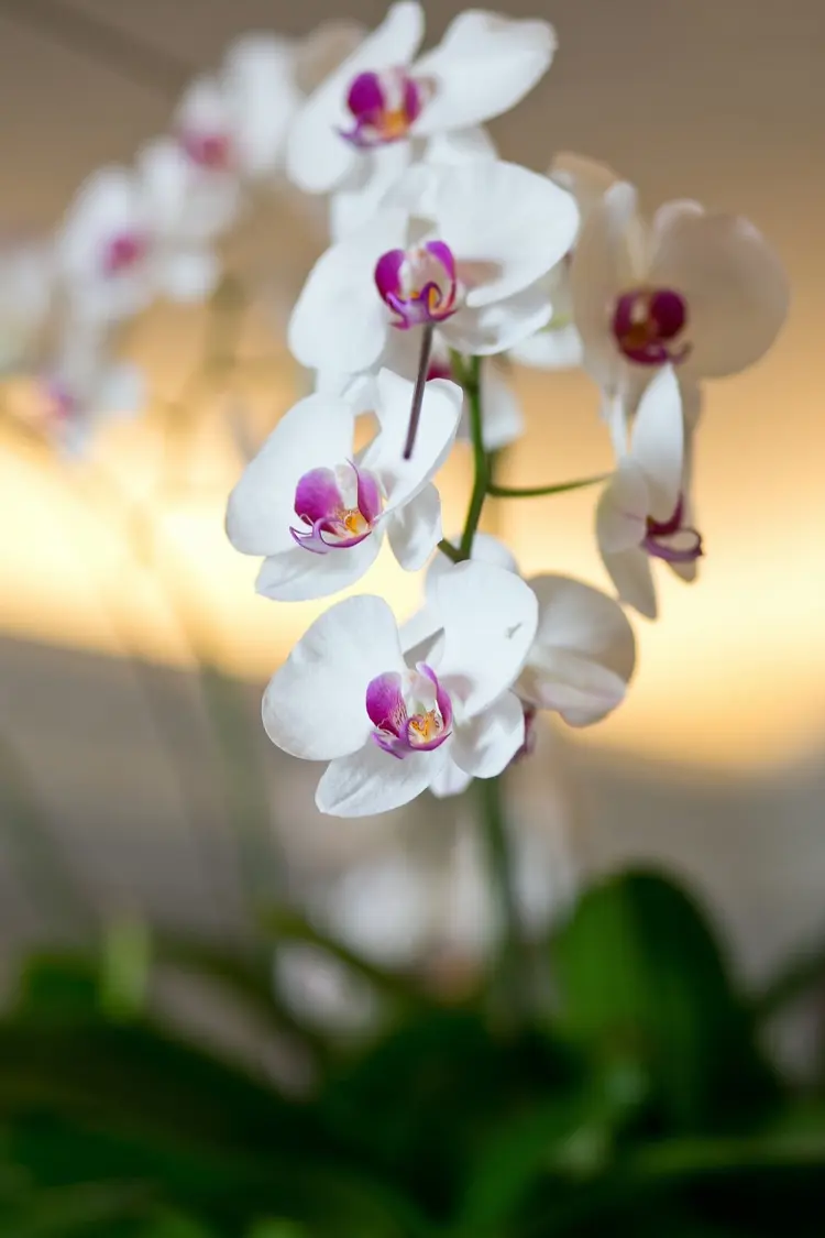 Why Orchid Buds Dry Up and Fall Off? What Can You Do About It?