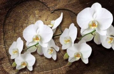 10-Reasons-Why-You-Should-Grow-Orchids-At-Home