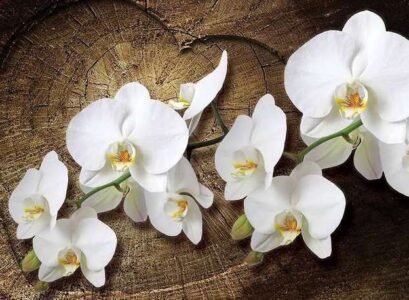 10-Reasons-Why-You-Should-Grow-Orchids-At-Home