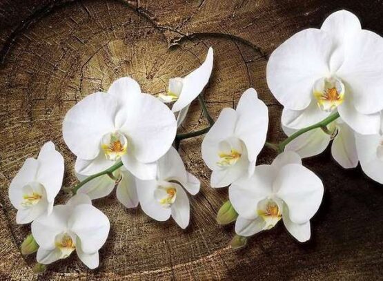 10-Reasons-Why-You-Should-Grow-Orchids-At-Home