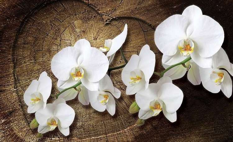 10 Reasons to Grow Orchids At Home