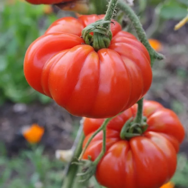 Heirloom Tomatoes are not Genetically Modified