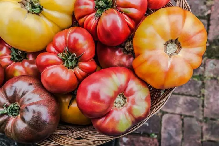 Are Heirloom Tomatoes Organic How to recognize