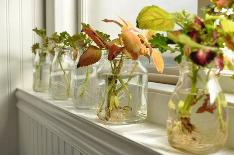 Coleus cuttings in water