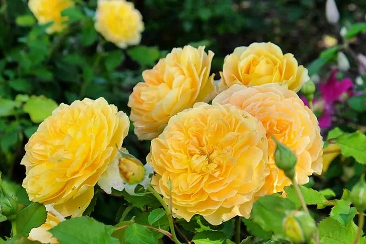 what do you need to know about pruning roses