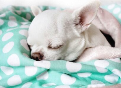 Dog-Beds-Made-From-Furniture-A-Cozy-Sleeping-Place-for-Your-Pet