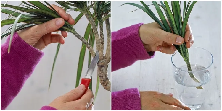 Dracaena cuttings indoor plants propagation