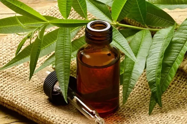 Essential Oils for Skin and Hair tea tree oil