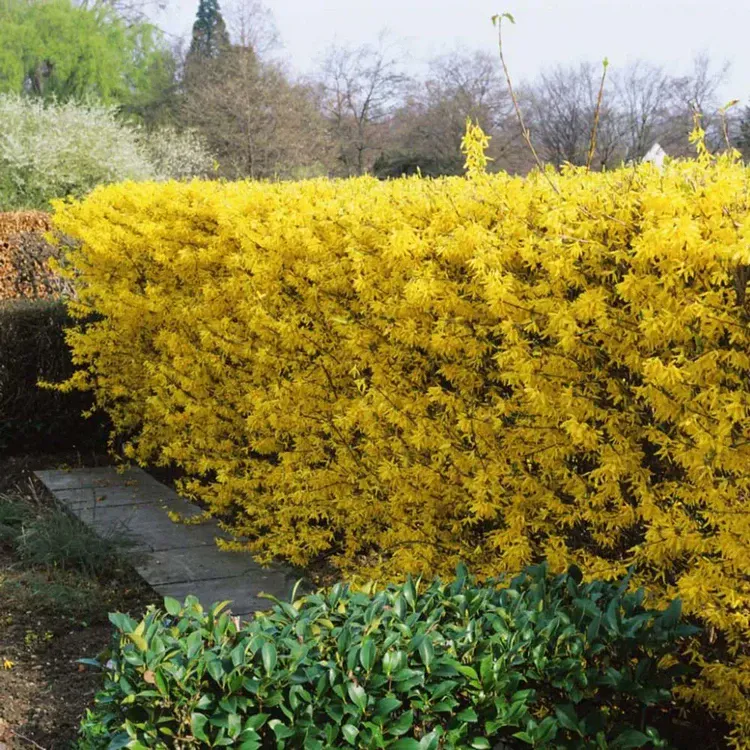 privacy shrubs for areas with sun and partial shade forsythia