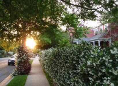 Fast-growing-shrubs-that-provide-privacy-flowering-shrubs-and-hedge-plants