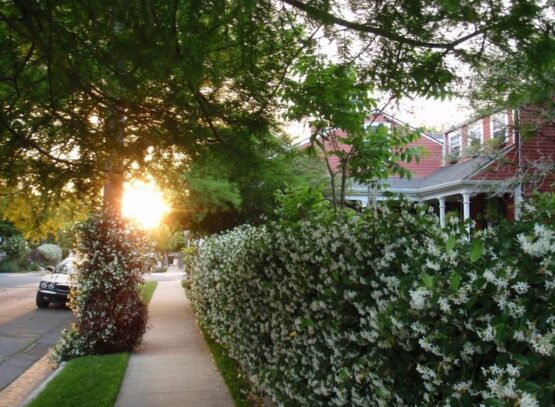 Fast-growing-shrubs-that-provide-privacy-flowering-shrubs-and-hedge-plants
