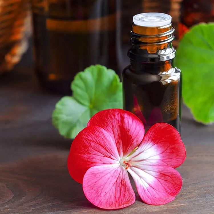 El aceite esencial de geranio equilibra las hormonas calma los nervios