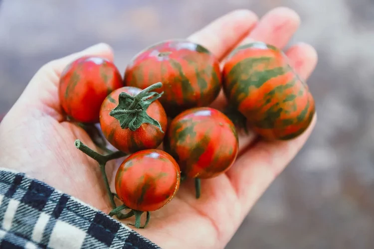 Heirloom Vs Hybrid Tomatoes