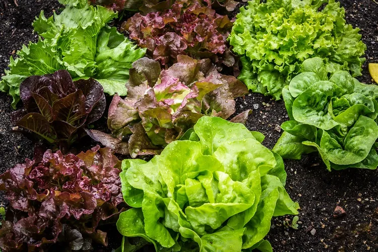 How to Grow Different Types of Lettuce