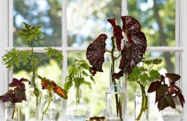 How-to-Grow-Plants-from-Cuttings-10-Houseplants-to-Propagate-at-Home