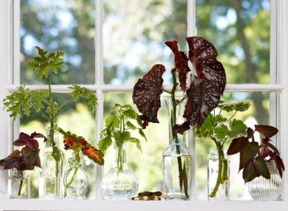 How-to-Grow-Plants-from-Cuttings-10-Houseplants-to-Propagate-at-Home