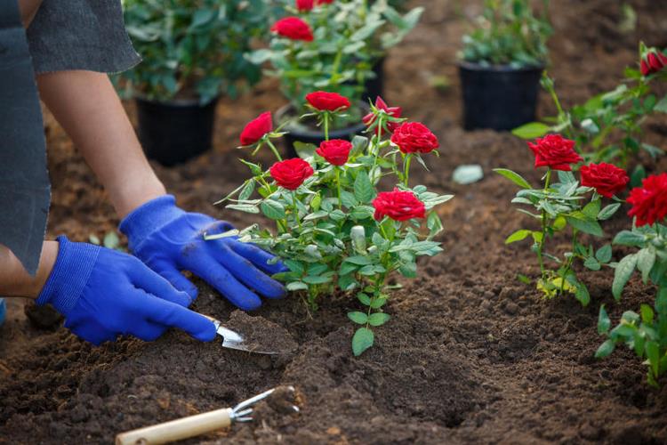 How to Plant Roses in Spring