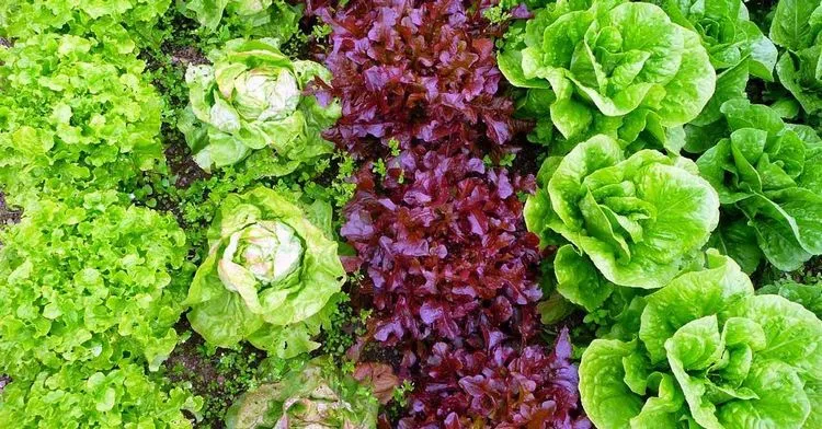 Protect Lettuce form Disease and Pests