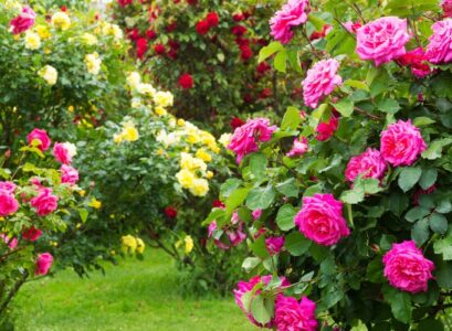 How-to-Prune-Bush-Roses-Take-Care-of-the-Queen-of-Flowers