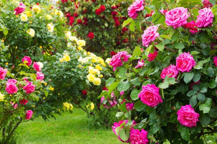 How to Prune Bush Roses the Queen of Flowers