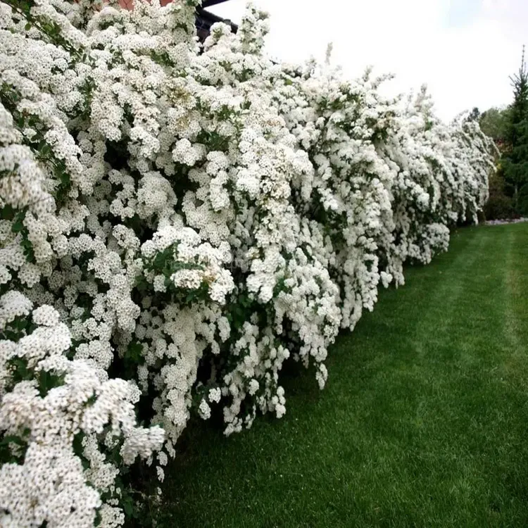 How to Prune a Flowering Hedge
