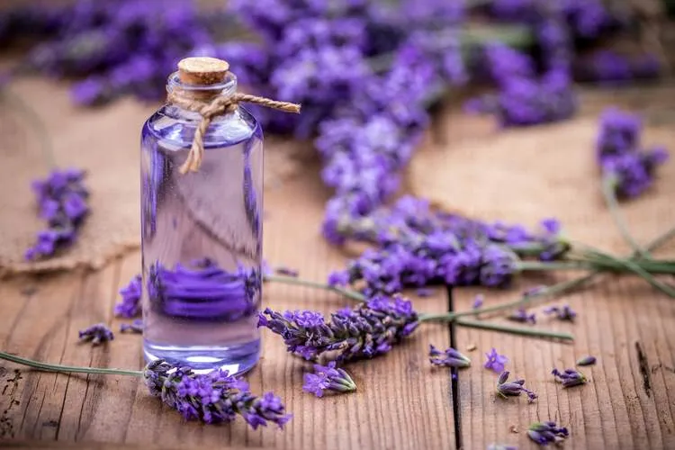 Lavender essential oil relieves stress and anxiety