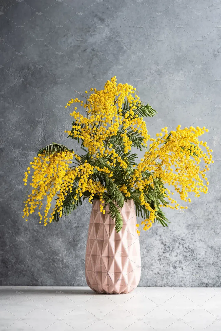 Mimosa is the symbolic flower of Women’s Day