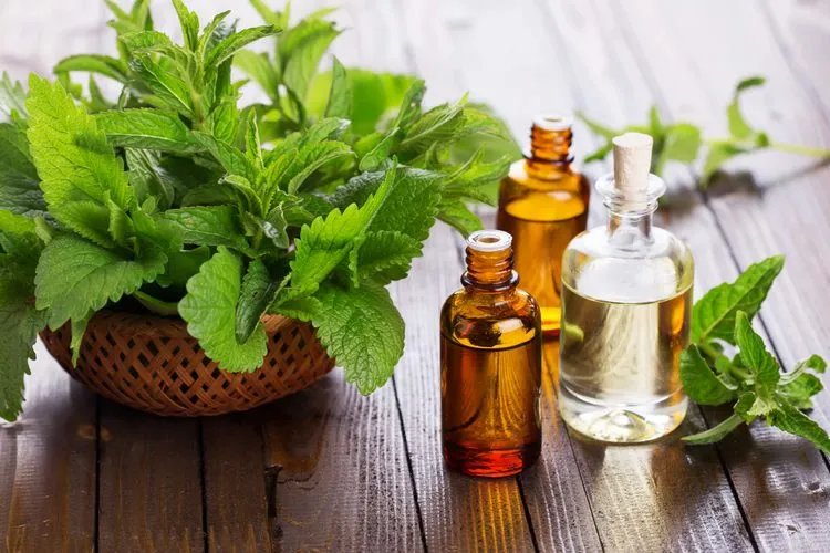 Mint essential oil has soothing and relaxing effect