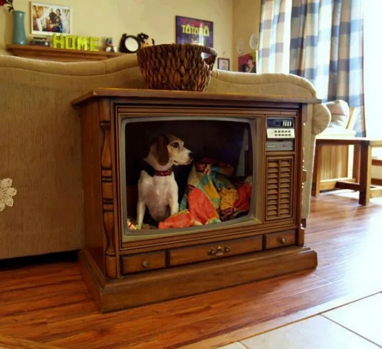 Turn an old television set turned into a dog bed