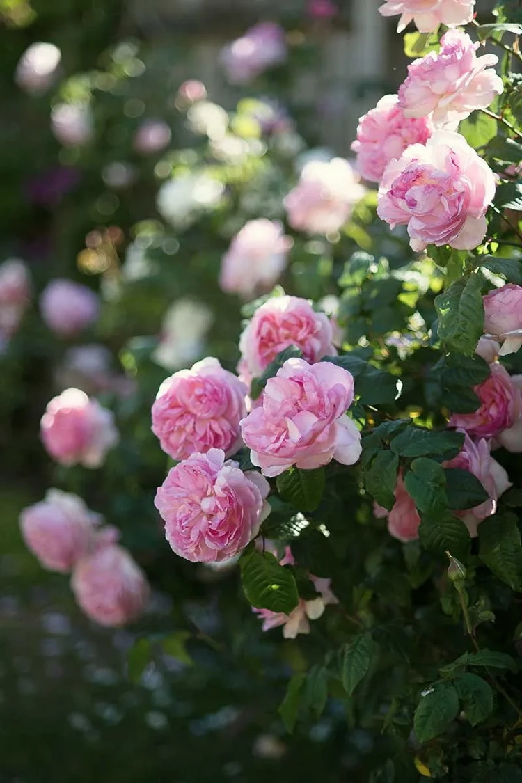 Bush rosas que crecen en el jardín